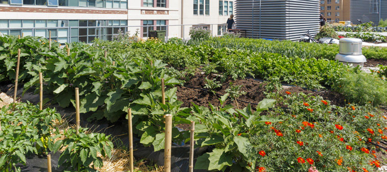Rooftop Farm