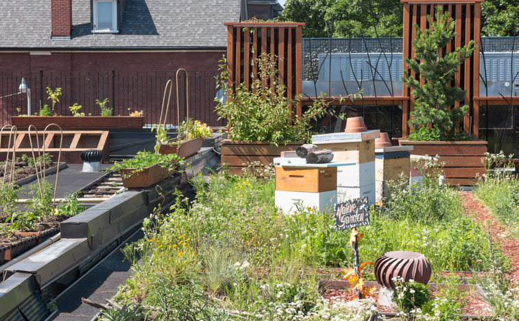Green Roof with beehive